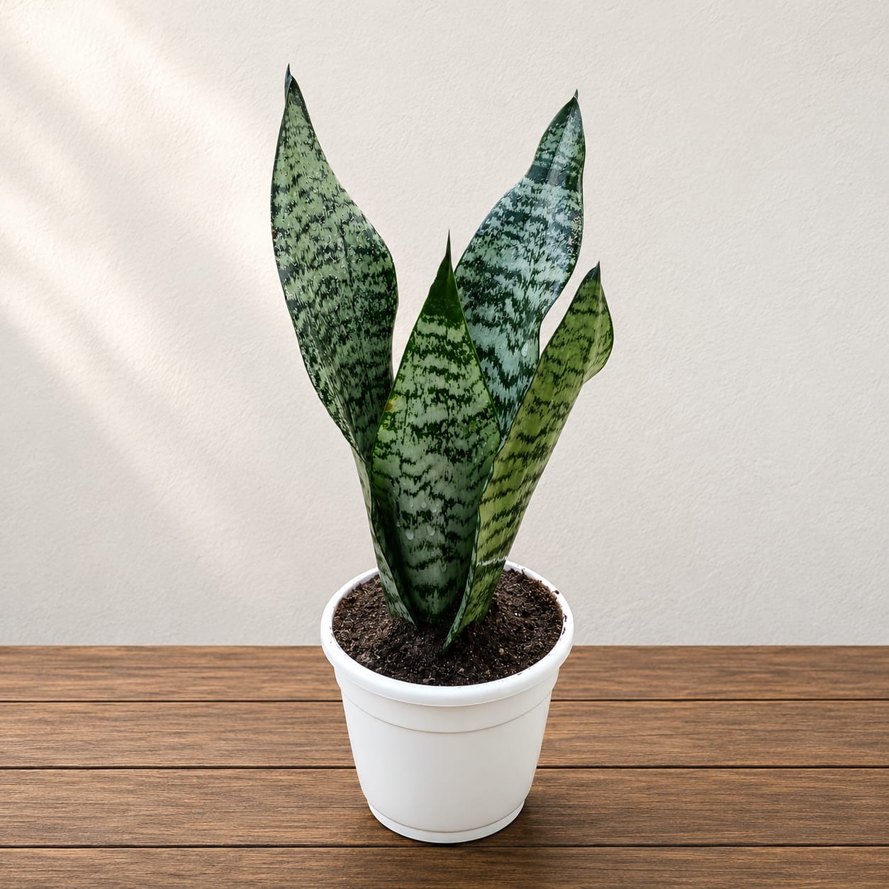Snake Plant In 4 Inch White Classic Pot
