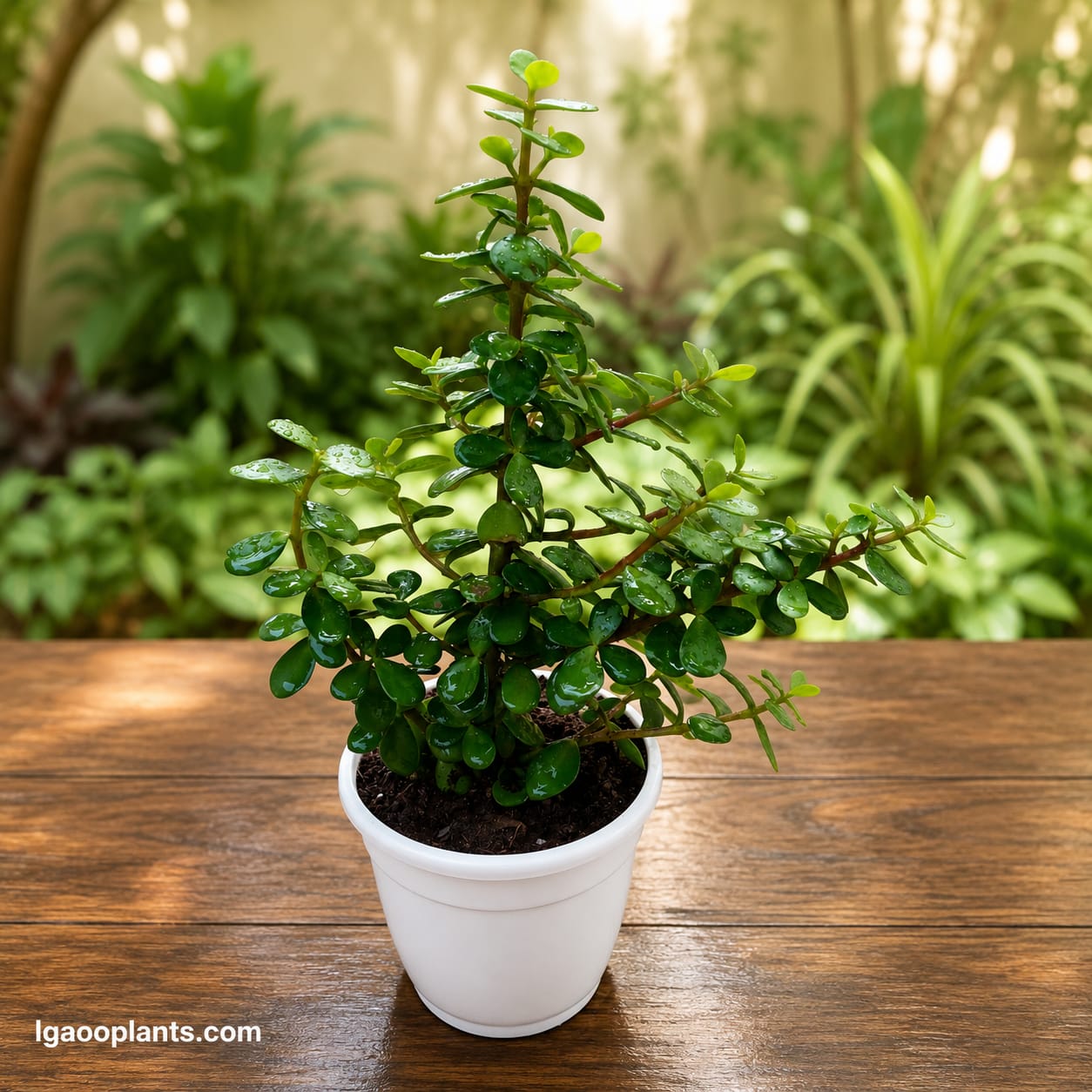 Jade Plant | Air Purifying Plant