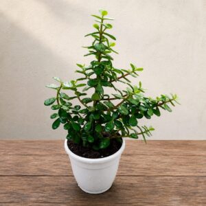 Jade Plant | Air Purifying Plant