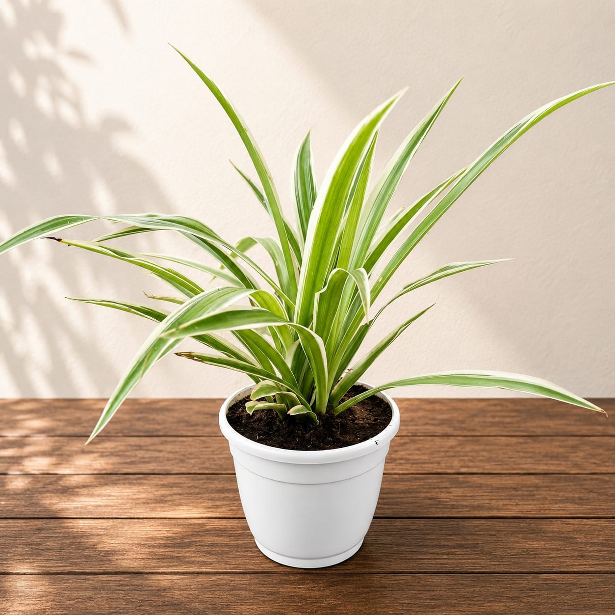 Set of 5 Indoor Plant Combo | Dwarf Snake Plant, Peace Lily, Golden Money Plant, Spider Plant & Jade Plant - In 4 Inch White Classic Plastic Pot