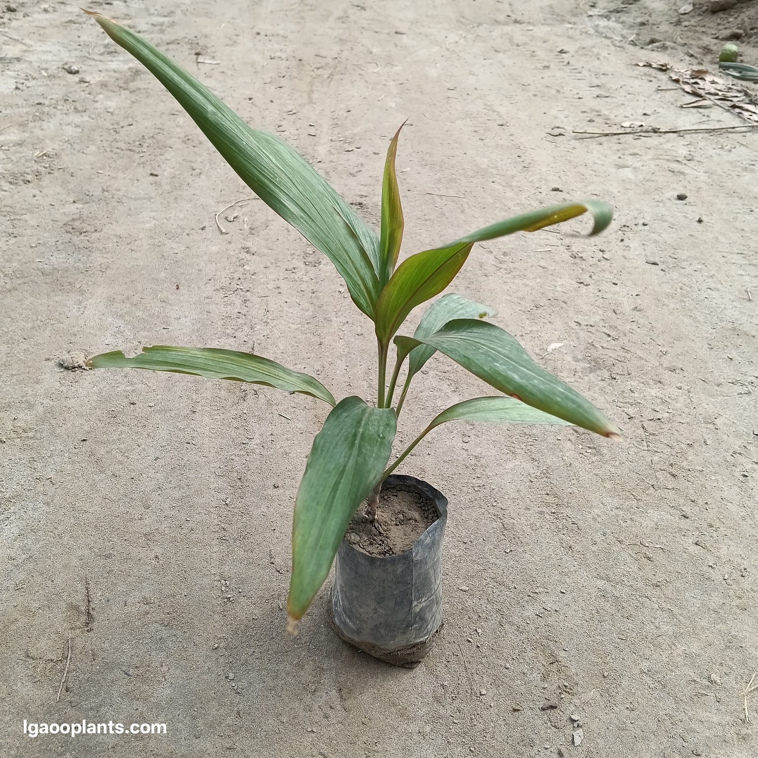 Green Dracaena | Air Purifying Plant