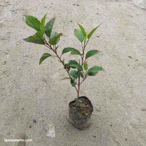 Desi Gudhal / Desi Habuscus Plant – In 5 Inch Bag