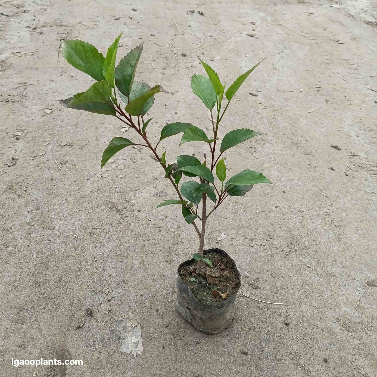 Set Of 3 Habiscus Flower Plant / Gudhal