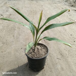 Dracaena Green Plant – In 6 Inch Pot | Air Purifying