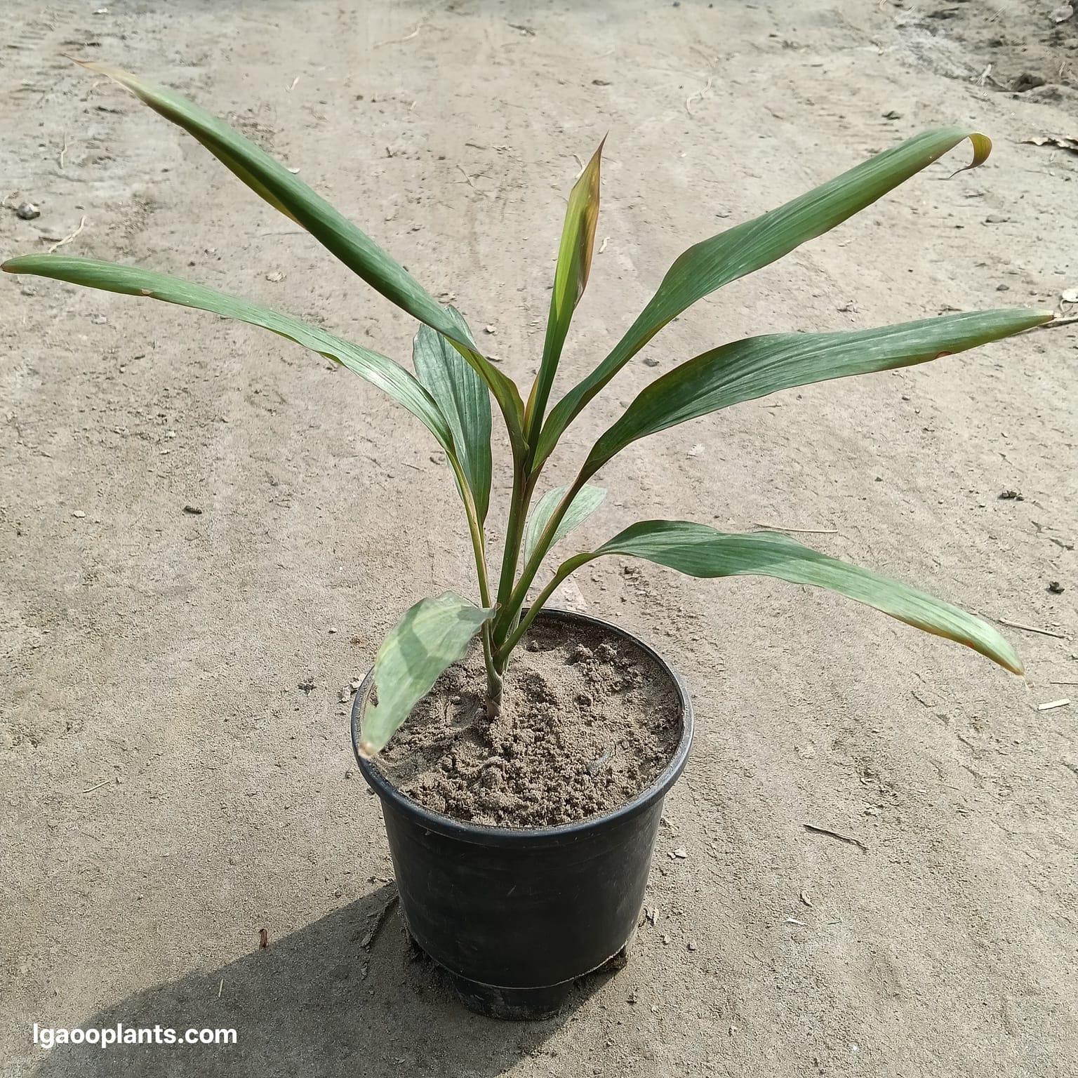 Dracaena Green Plant - In 6 Inch Pot | Air Purifying