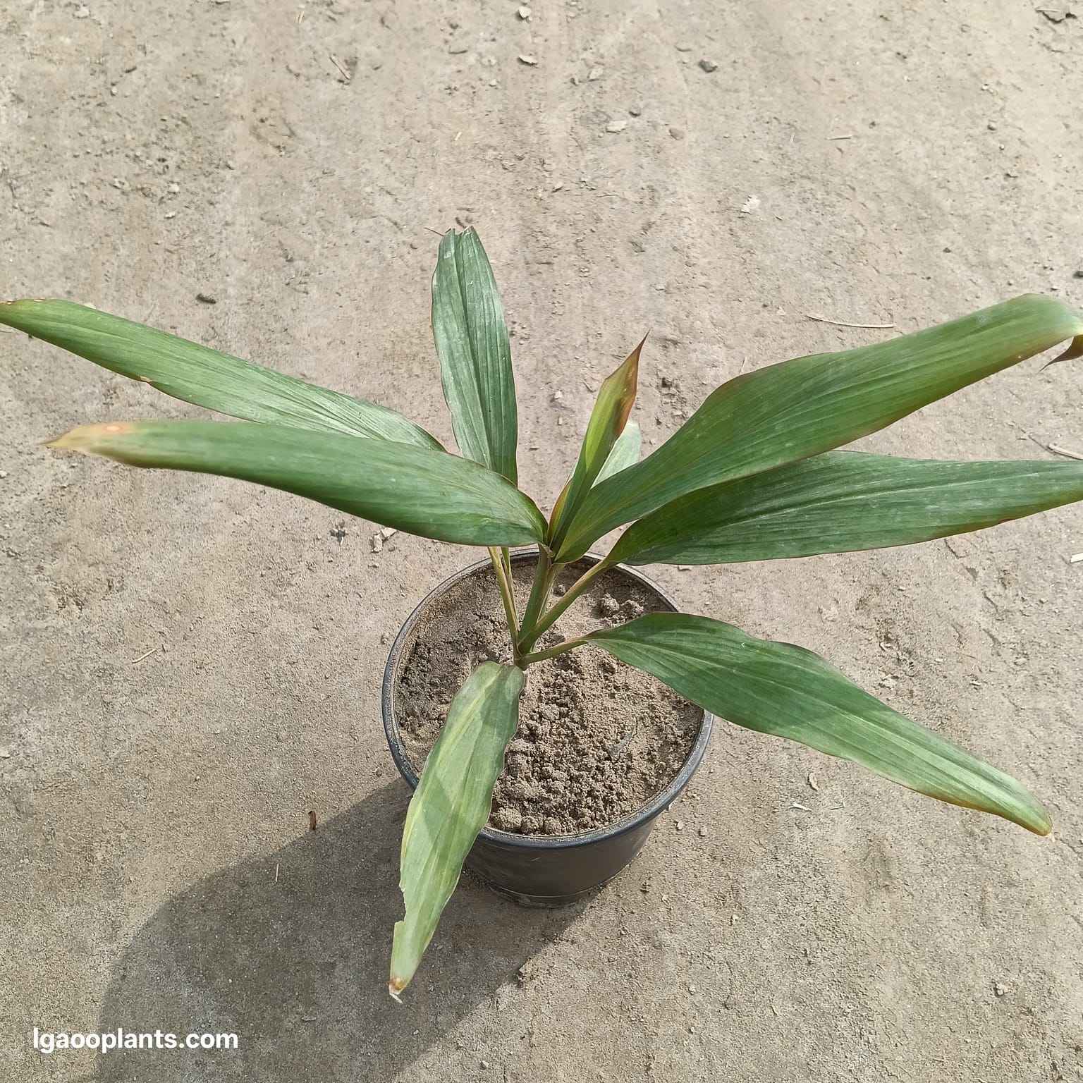Dracaena Green Plant - In 6 Inch Pot | Air Purifying