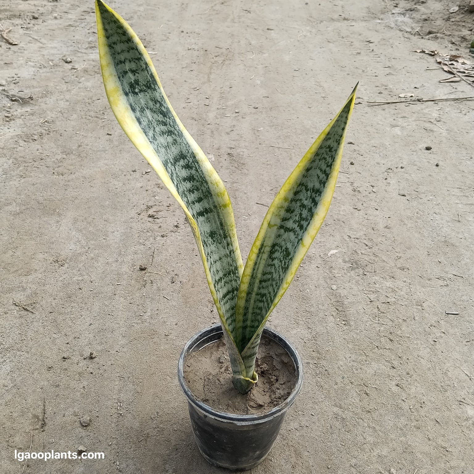 Golden Snake Plant In 5 Inch Pot