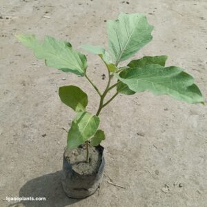 Brinjal Plant / Baingan Plant