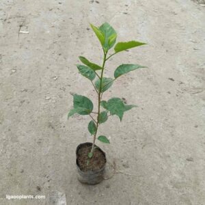 Habiscus Plant In 5 Inch Poly Bag