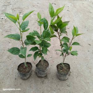 Set Of 3 Habiscus Flower Plant / Gudhal