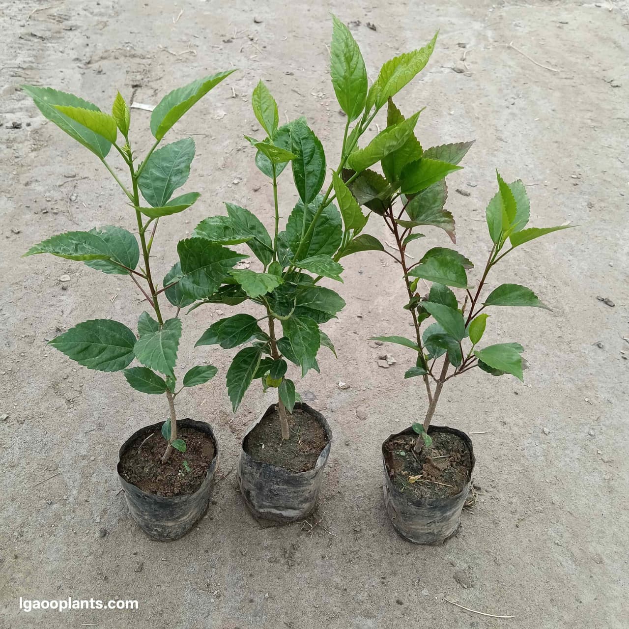 Set Of 3 Habiscus Flower Plant / Gudhal