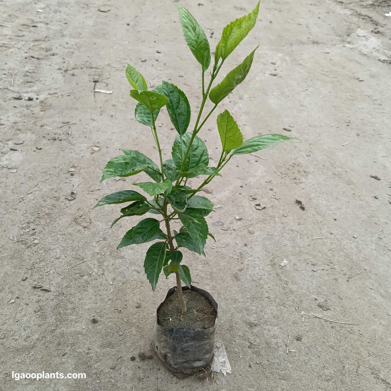 Habiscus Flower Plant (Gudhal) - 5 Inch Poly Bag