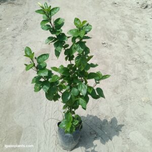 Hibiscus / Gudhal Plant In 7 Inch Bag