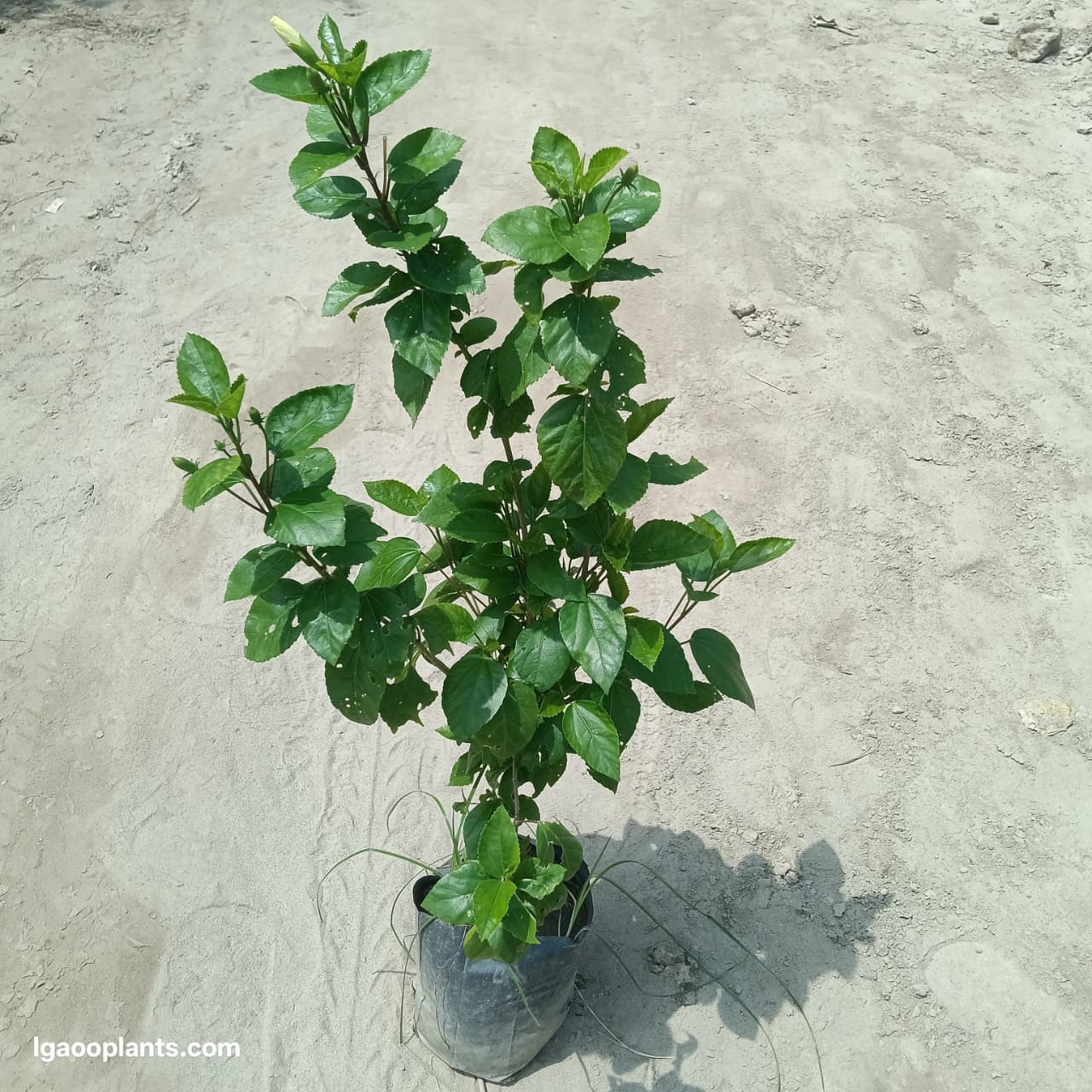 Hibiscus / Gudhal Plant In 7 Inch Bag