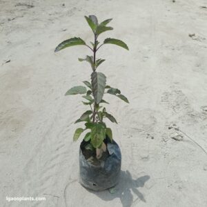 Shyama Tulsi Plant | Krishna Tulsi (Holy Basil) | LgaooPlants