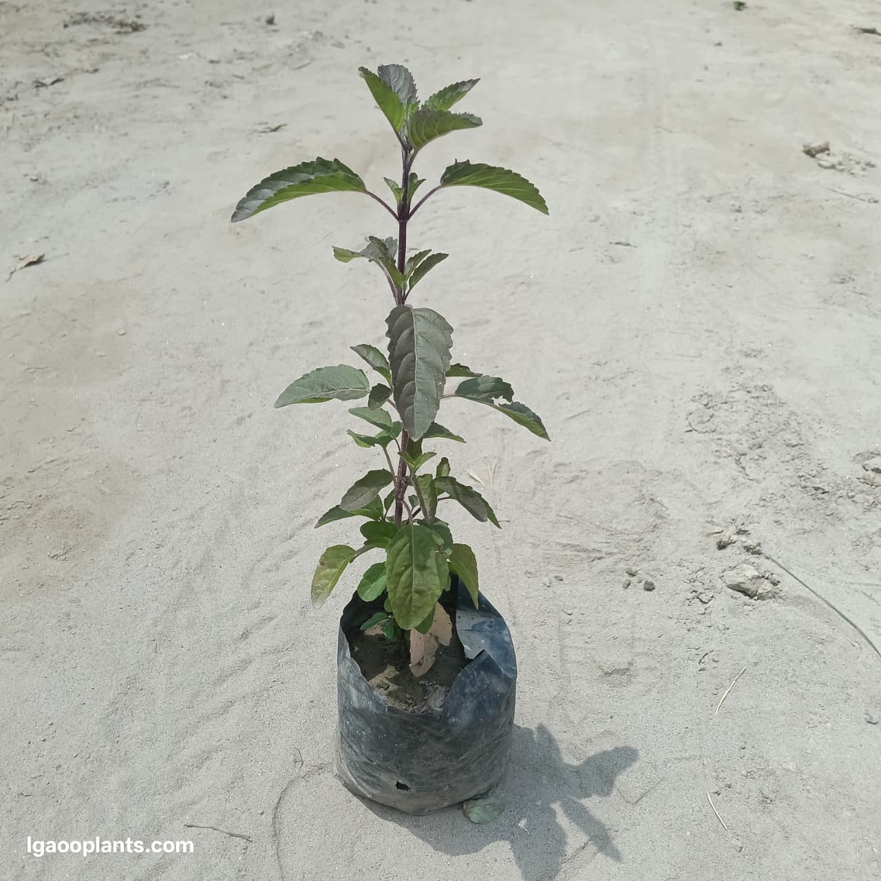 Shyama Tulsi Plant | Krishna Tulsi (Holy Basil) | LgaooPlants