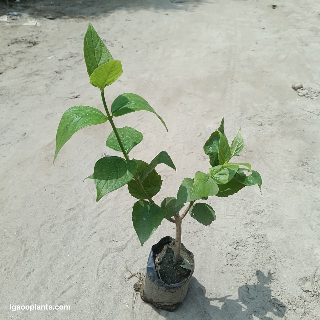 Harsingar Plant | Parijat (Night Jasmine) Flowering Plant | LgaooPlants