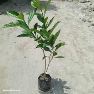 Chandni Double | Double Crape Jasmine Flowering Plant -In 8 Inch Bag