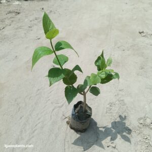 Harsingar Plant | Parijat (Night Jasmine) Flowering Plant | LgaooPlants