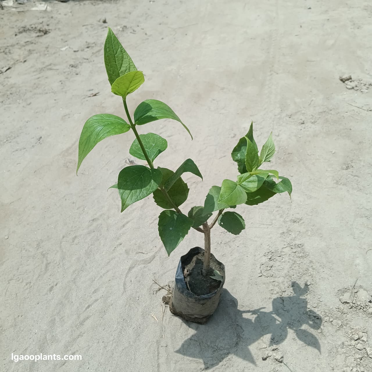 Harsingar Plant | Parijat (Night Jasmine) Flowering Plant | LgaooPlants