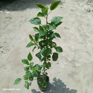 Habiscus Flower Plant (Gudhal) – In 7 Inch Poly Bag