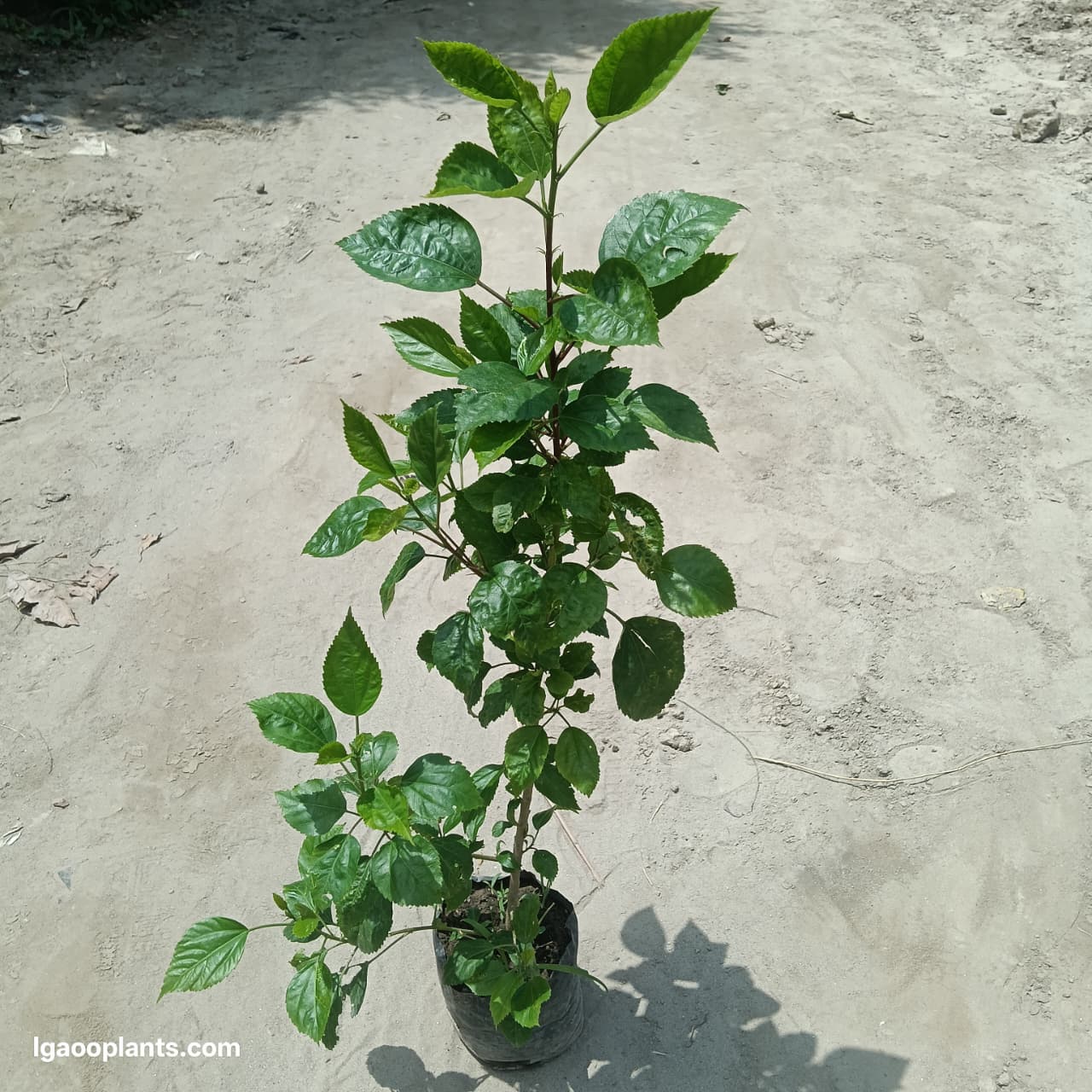 Habiscus Flower Plant (Gudhal) - In 7 Inch Poly Bag