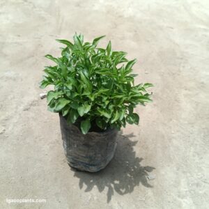 Alternanthera Green – In 5 Inch Bag
