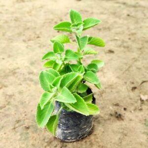 Ajwain Plant In 5 Inch Bag