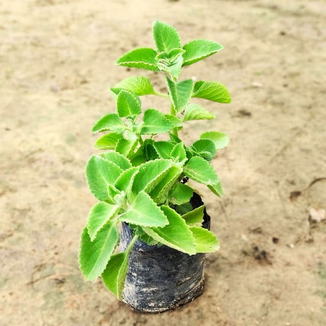 Ajwain Plant In 5 Inch Bag