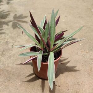 Rhoeo / Durangi In 4 Inch Pot