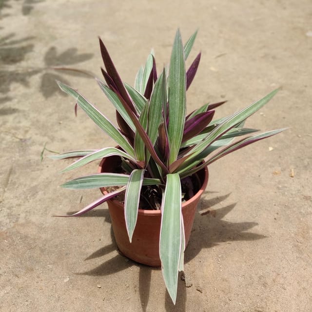 Rhoeo / Durangi In 4 Inch Pot