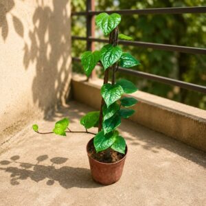 Paan Plant | Betel Leaf Plant
