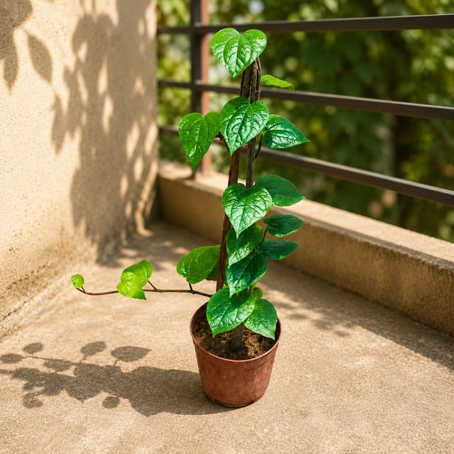 Paan Plant | Betel Leaf Plant
