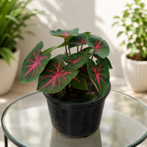 caladium