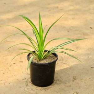 Pandanus / Screwpine In 6 Inch Pot