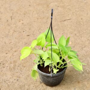 Golden Money Plant In 6 Inch Hanging