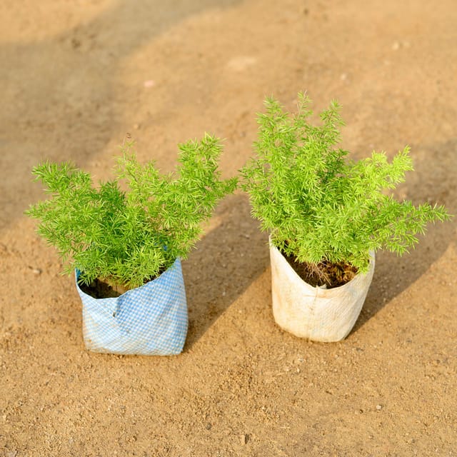 Asparagus Mary ( Set Of 2) In 5 Inch Bag