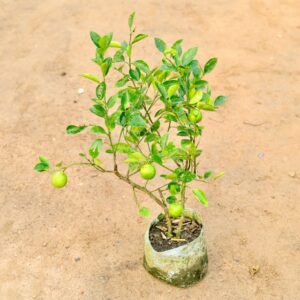 Lemon Plant In 7 Inch Bag | LgaooPlants
