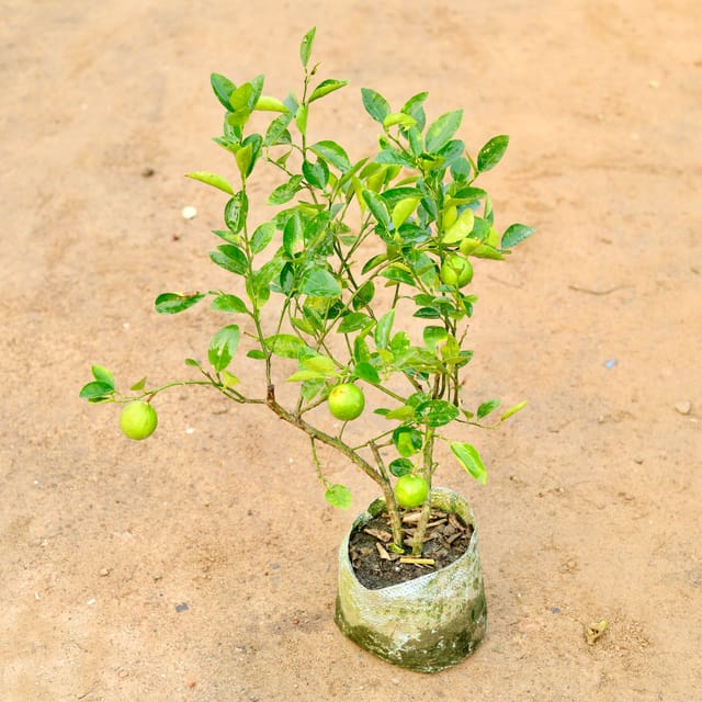 Lemon Plant In 7 Inch Bag | LgaooPlants