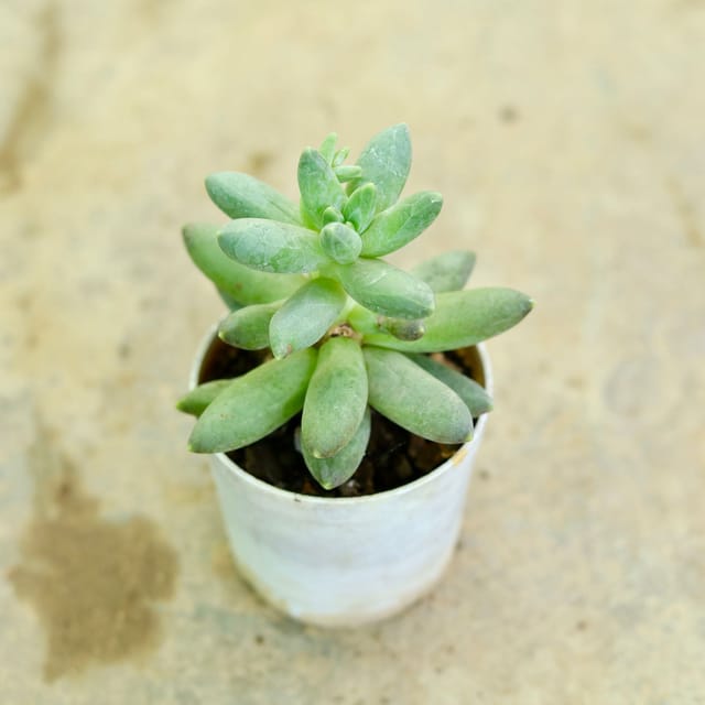 Echeveria Elegans Seccelent PLant In 3 Inch Pot