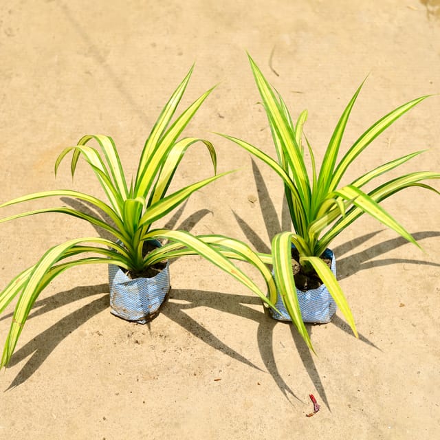 Pandanus / Screwpine In 4 Inch Bag