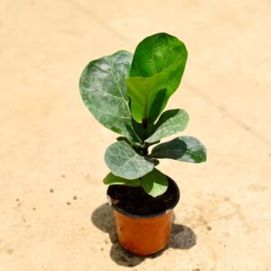 Fiddle Leaf Plant In 3 Inch Pot