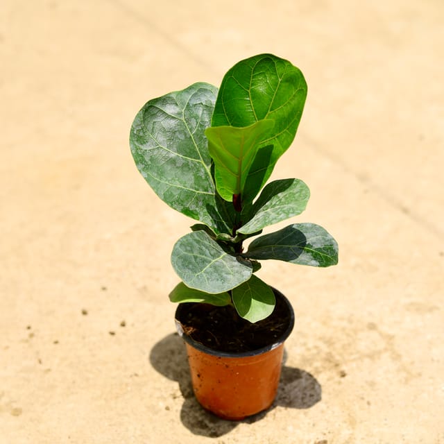 Fiddle Leaf Plant In 3 Inch Pot