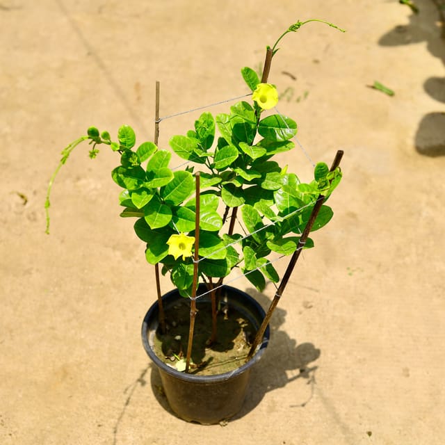 Allamanda Flower Plant In 8 Inch Pot