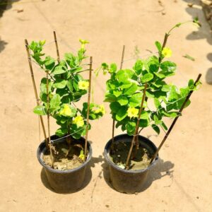 Allamanda ( Set Of 2) In 8 Inch Pot