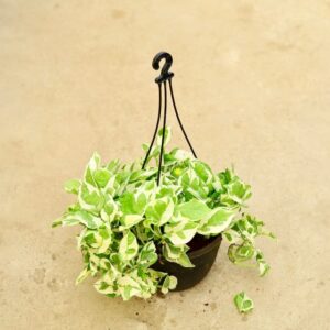 N Joy Money Plant / Variegated Money Plant In