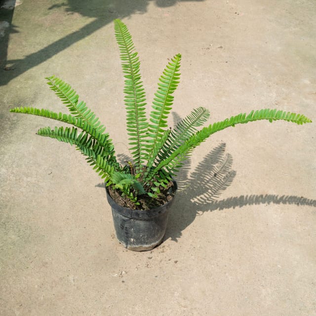 Fern Green Plant In 6 Inch Pot
