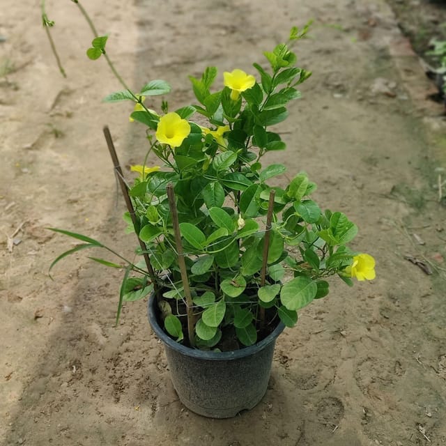 Allamanda Flower - Busy Plant In 8 Inch Pot
