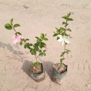 Set Of 2- Hibiscus Plant | Pink & White In 5 Inch Poly Bag |LgaooPlants
