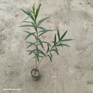Kaner Plant In 6 Inch Bag